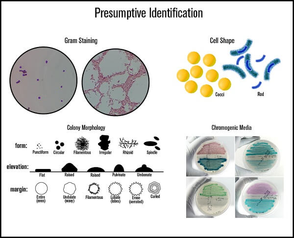 Bacterial Colony Morphology Chart