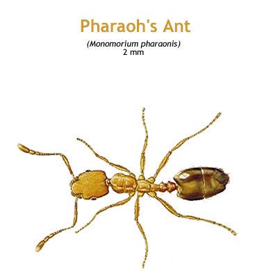 b_pharaohs_ant.jpg