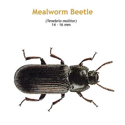 b_mealworm_beetle.jpg