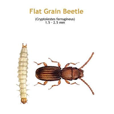 b_flat_grain_beetle.jpg