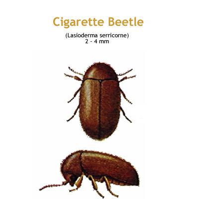 b_cigarette_beetle.jpg