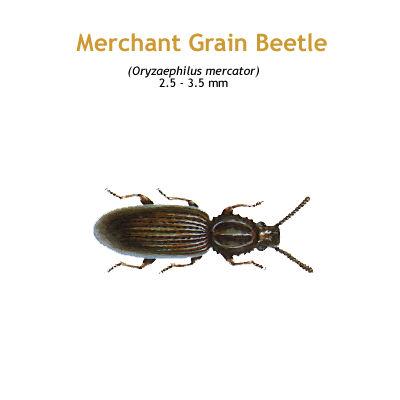 b_merchant_grain_beetle.jpg