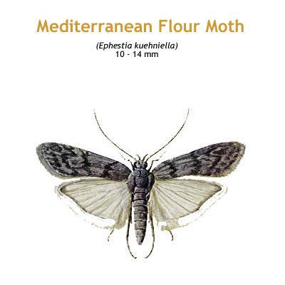 b_medi_flour_moth.jpg