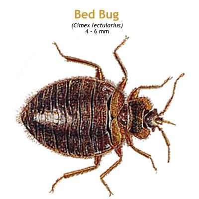 b_bedbug.jpg