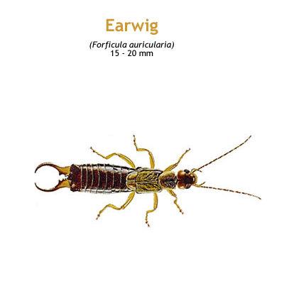 b_earwig.jpg