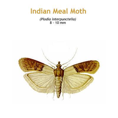 b_indian_meal_moth.jpg