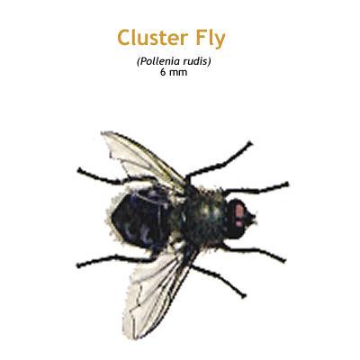 b_clusterfly.jpg