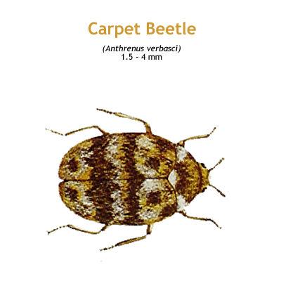 b_carpet_beetle.jpg