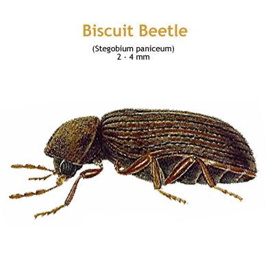 b_biscuit_beetle.jpg