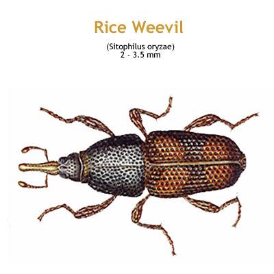 b_rice_weevil.jpg