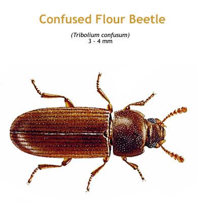 b_confused_flour_beetle.jpg