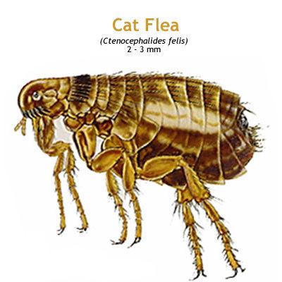 b_catflea.jpg