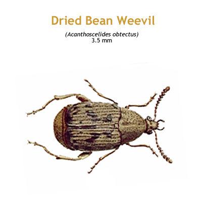 b_dried_bean_weevil.jpg