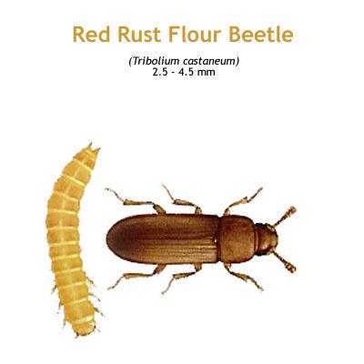 b_red_rust_flour_beetle.jpg