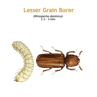 b_lesser_grain_borer.jpg