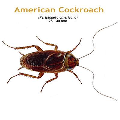 b_american_cockroach.jpg