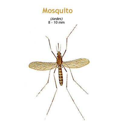 b_mosquito.jpg