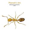 b_pharaohs_ant.jpg