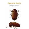 b_cigarette_beetle.jpg