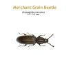 b_merchant_grain_beetle.jpg