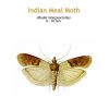 b_indian_meal_moth.jpg
