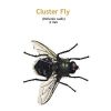 b_clusterfly.jpg
