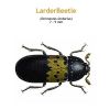 b_larder_beetle.jpg