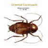 b_oriental_cockroach.jpg
