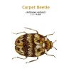 b_carpet_beetle.jpg