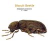b_biscuit_beetle.jpg