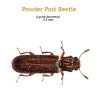 b_powder_post_beetle.jpg