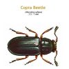 b_copra_beetle.jpg