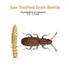 b_sawtoothed_grain_beetle.jpg