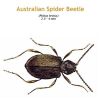 b_australian_spider_beetle.jpg
