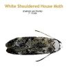 b_whiteshouldered_house_moth.jpg