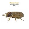 b_woodworm.jpg