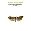 b_brown_house_moth.jpg