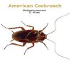 b_american_cockroach.jpg