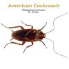 b_american_cockroach.jpg