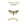 b_tobacco_moth.jpg