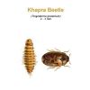 b_khapra_beetle.jpg