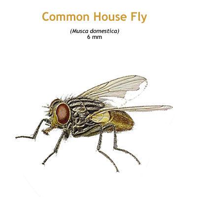 b_housefly.jpg