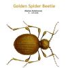 b_golden_spider_beetle.jpg