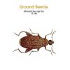b_ground_beetle.jpg