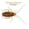 b_german_cockroach.jpg