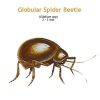 b_globular_spider_beetle.jpg