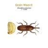 b_grain_weevil.jpg