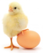 GFSI Chicken or BRC Egg…which came first?