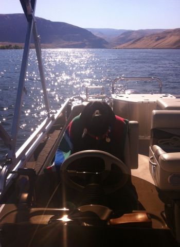 My Dog driving The Pontoon boat My Life