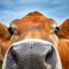 Co-Manufacturing with Kosher Supervision – Hazard Analysis - last post by Jersey Cows